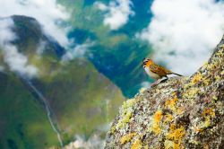 Birdwatching a Machu Picchu, Perù  - ...