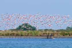 Birdwatching fenicotteri nel Parco del Delta del Po in Emilia-Romagna