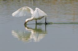 Birdwatching in Olanda, siamo nella zona di Stellendam 