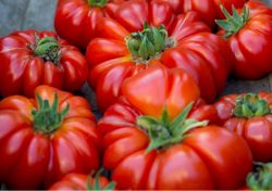 Cambiano, Piemonte: la Sagra del Pomodoro Costoluto