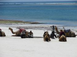 Un gruppo di uomini con i loro cammelli, si riposa sulla spiaggia di Diani Beach, Kenya - il cammello è ancora un mezzo di trasporto piuttosto usato in diverse zone dell'Africa, utile ...