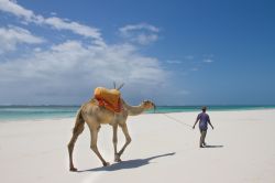 Un cammello sulla spiaggia di Diani Beach, Kenya - il cammello, oltre a essere ancora usato come mezzo di trasporto da alcuni abitanti del posto, è anche una grande attrazione turistica. ...
