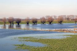 Campi allagati vicino al fiume IJssel a Doesburg, Olanda.
