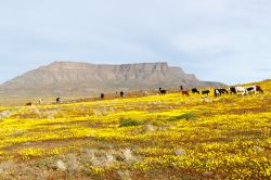 Campi di fiori gialli con mucche al pascolo nella regione di Kimberley, Sudafrica. Sullo sfondo, il parco nazionale di Tankwa Karoo.
