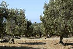 Campi di olivi a Alberese in Maremma, sud della Toscana