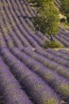 Campo di lavanda in fiore in estate a Ferrassières nella Drome, sud della Francia.