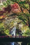 Cascata di Minoh in autunno a Osaka, Giappone.
