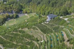 Coltivazione delle mele della Val di Non a Tuenno in Trentino Alto Adige.
