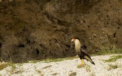 Un esemplare di aquila messicana sull'isola di Curacao, Antille olandesi.  