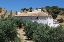 Una fattoria circondata da un campo di ulivi: un paesaggio tipico della zona di Olvera, uno dei borghi più belli dell'Andalusia (Spagna) - © Arena Photo UK / Shutterstock.com ...