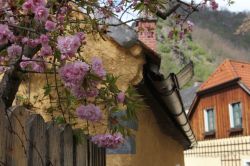 Fioritura a Durnstein, Austria: un grazioso angolo fiorito nel villaggio situato sulla riva del Danubio. 
