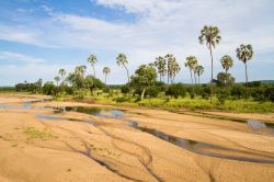 Fiume in secca nel parco nazionale di Ruaha che in un'area di oltre 15 mila chilometri quadrati ospita una grande varietà di habitat: foreste degli altipiani, quelle sempreverdi lungo ...