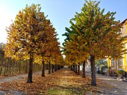 Foliage autunnale del giardino del palazzo Seehof di Bamberga, Germania. Era la dimora estiva del Principe-Vescovo della città - © cytoplasm / Shutterstock.com