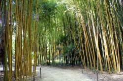 Foresta di bambù a Anduze, dipartimento francese del Gard.

