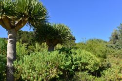 Giardini di Rayol-Canadel-sur-Mer in primavera, Costa Azzurra (Francia) - © Pack-Shot / Shutterstock.com