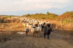 Gregge di pecore nelle campagne intorno a Ghisonaccia, in Corsica