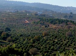 I campi verdi di Balqa Heights in Giordania, anche conosciuta come Al-Salt. Questa località è famosa soprattutto per il suo terreno fertile che produce frutta e vegetali.
