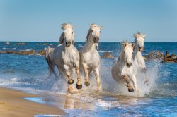 I Cavalli bianchi della Camargue corrono liberi su di una spiaggia della Provenza in Francia