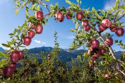 I meleti della Valtellina: la famosa varietà Red Delicious