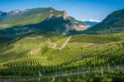 I vigneti e i meleti della Val di Non rendono unico il paesaggio di quesa valle in Trentino