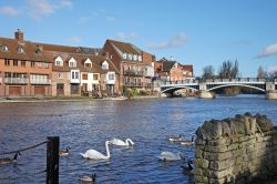 Il fiume Tamigi nella cittadina di Windsor, Regno Unito, in una giornata invernale con il sole. Nelle acque del fiume nuotano alcuni cigni.
