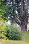 Il grande cedro del libano nel giardino del Castello di Hauterives