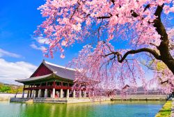 Il Gyeongbok Palace idurante la fioritura primaverila a Seoul, Corea del sud