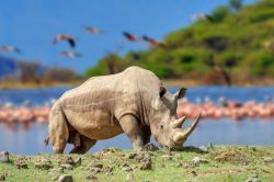 Il Lago Nakuru è famoso per le migliaia di fenicotteri rosa ed i grandi mammiferi che vengono ad abbeverarsi nelle sue acque
