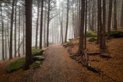 Il mitico Appalachian Trail nelle foreste di Roan Mountain nella North Carolina