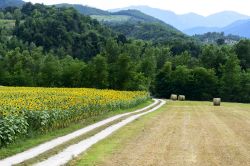 Il paesaggio bucolico in estate delle colline intorno a Cagli, Marche