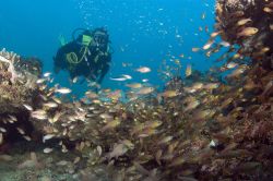 Diving nel reef di Diani Beach, Kenya - strutture assolutamente immancabili in tutti i numerosi resort di Diani Beach, nell'estremo sud del Kenya, sono i diving center. Questo tratto di ...