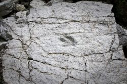 Le famose Impronte di dinosauro a Claut - © Anna Grazia Palmisano / parcodolimitifriulane.it - 