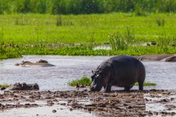 Un ippopotamo si abbevera in una pozza d'acqua al parco nazionale del lago Manyara, Tanzania.



