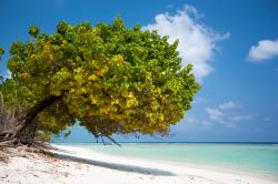 Isola di Agatti: splendida spiaggia tropicale alle isole Laccadive, India.