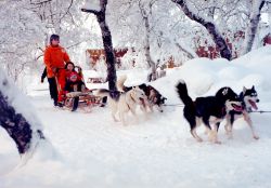 Kiruna snow Festival: il tour con i cani da slitta nel parco della città - © visitsweden.com