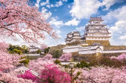 La fioritura dei ciliegi in primavera al Castello di Himeji in Giappone
