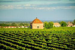 La regione vinicola di Savigny les Beaune in Borgogna, Francia centrale. - © Massimo Santi / Shutterstock.com