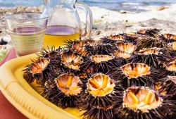 La Sagra del Riccio di Mare ad Alghero in Sardegna.