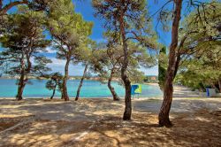 La spiaggia di Petrcane con i pini, Dalmazia, Croazia. Questo piccolo villaggio di pescatori ha una storia di 900 anni ed è caratterizzato da belle spiagge, acque limpide e pini profumati ...