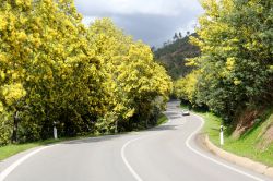 La Strada della Mimosa in Costa Azzura (Francia)