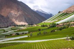 La valle di Elqui, Cile: qui ci sono colline coltivate a vigneti e piccoli paesini che hanno conciliato l'agricoltura con il turismo.

