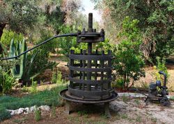 La visita  all'Orto Botanico "La Cultura" di Giuggianello in Puglia