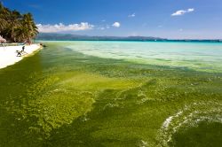 Le acque inquinate di Boracay ricoperte dalle alghe. L'isola è stata chiusa per 6 mesi nel 2018 per l'eccessivo inquinamento