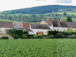 Le campagne intorno al villaggio di Meursault in Francia, Borgogna
