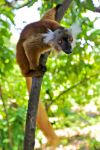 La femmina di un lemure macaco su un albero nella ...