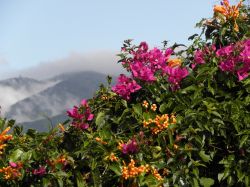 Montagne e bouganville a San José, Costa Rica. Un bel panorama sulle montagne che circondano la città con in primo piano splendide bouganville rampicanti dai fiori violacei - © ...