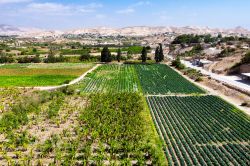 Oasi di Gerico: nonostante l'ambiente desertico la presenza di sorgenti minerali e le acque del vicino bacino del Giordano, consentono la coltivazione di piante da frutto e da orto anche ...