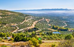 Paesaggio con campi di ulivi nei pressi di Ubeda, Jaen, Spagna.



