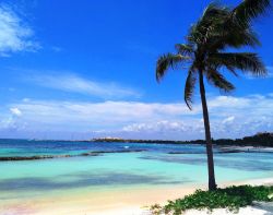 Palma da cocco su una spiaggia di Puerto Aventuras, Messico. Sullo sfondo, le tonalità dell'acqua azzurra e cristallina del Mare dei Caraibi si mescolano con quelle del cielo.



 ...