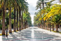 Palme lungo un viale nella città di Melilla, Spagna - © Pabkov / Shutterstock.com